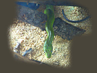 Red Tailed Racer Seth